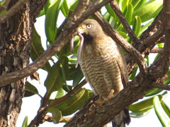 Rupornis magnirostris