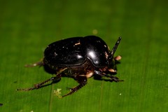 Onthophagus neostenocerus
