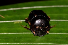 Onthophagus neostenocerus