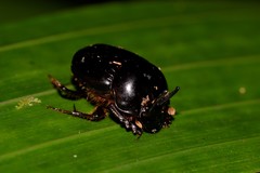 Onthophagus neostenocerus