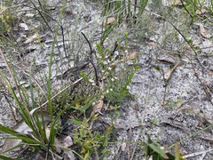 Cyanothamnus nanus nanus