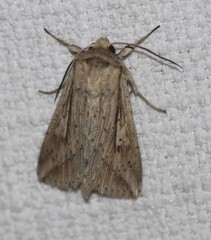 Mythimna decisissima