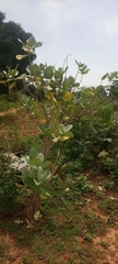 Magnoliopsida