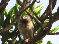 Rupornis magnirostris