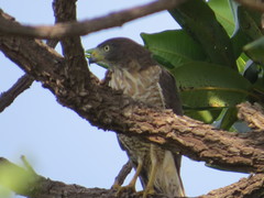 Rupornis magnirostris