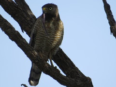 Rupornis magnirostris