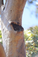 Isopedella saundersi