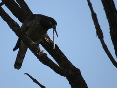 Rupornis magnirostris