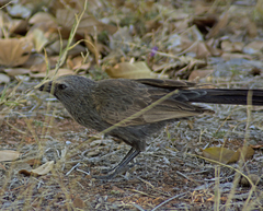 Struthidea cinerea dalyi