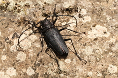 Psalidognathus modestus