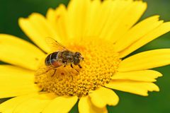 Eristalis arbustorum