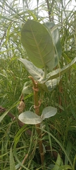 Calotropis procera