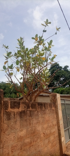 Calotropis image