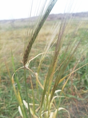Hordeum distichon