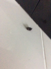 Periplaneta australasiae