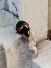 Harmonia axyridis