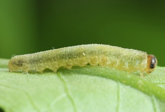 Tenthredo atra