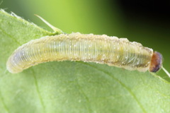 Tenthredo atra