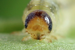 Tenthredo atra
