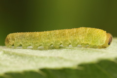 Tenthredo atra