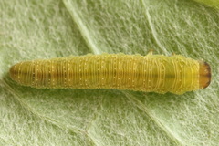 Tenthredo atra