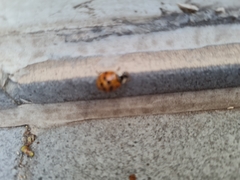 Harmonia axyridis