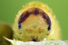 Tenthredo atra
