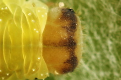 Tenthredo atra