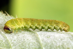 Tenthredo atra