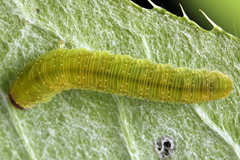 Tenthredo atra