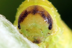Tenthredo atra