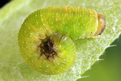 Tenthredo atra