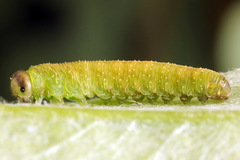 Tenthredo atra