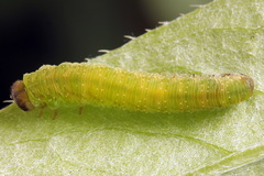 Tenthredo atra