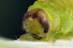 Tenthredo atra