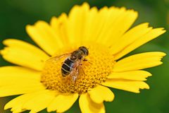 Eristalis arbustorum