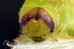 Tenthredo atra