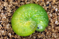 Tenthredo atra