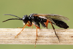 Tenthredo atra