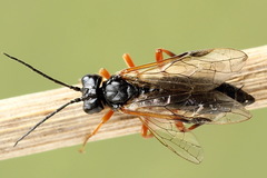 Tenthredo atra