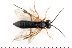 Tenthredo atra