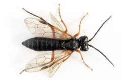 Tenthredo atra