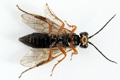 Tenthredo atra