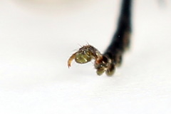 Tenthredo atra