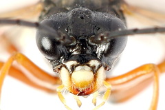 Tenthredo atra