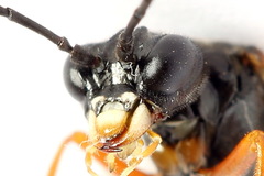 Tenthredo atra