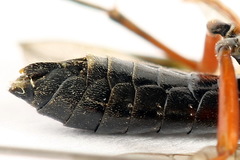 Tenthredo atra