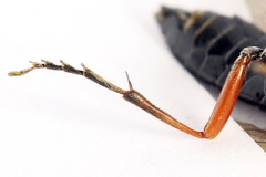Tenthredo atra