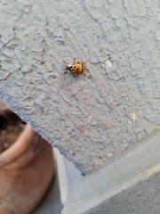 Harmonia axyridis