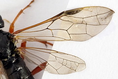 Tenthredo atra